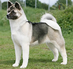 American Akita