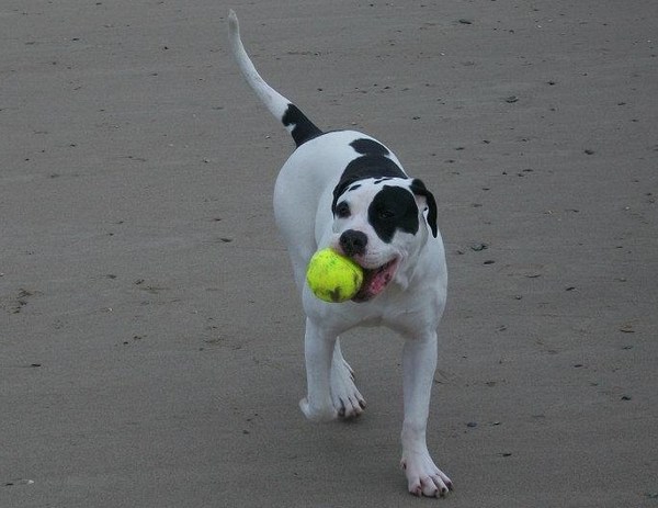 Amerikaanse Bulldog