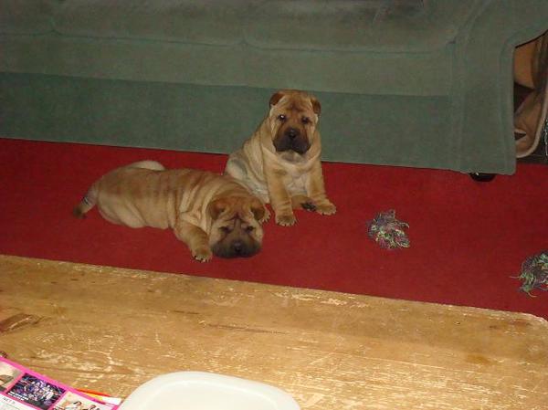 Shar pei Kennel Damishar