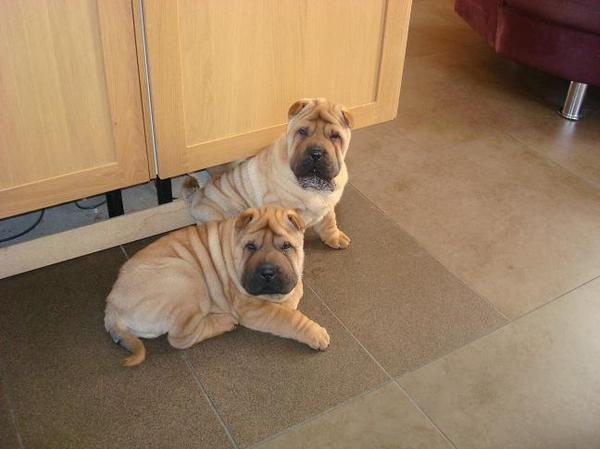 Shar pei Kennel Damishar