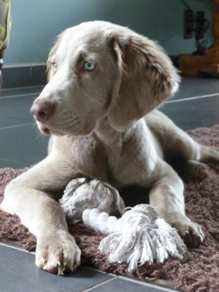 Weimaraner