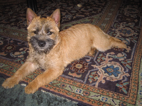 Cairn Terrier