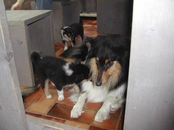 Schotse-collie