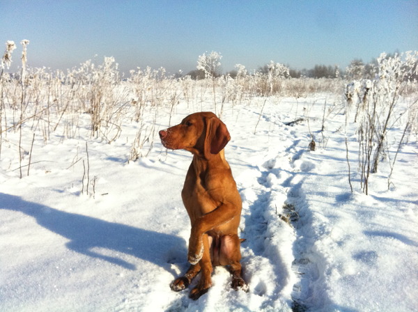 Vizsla (Hongaarse staande hond)