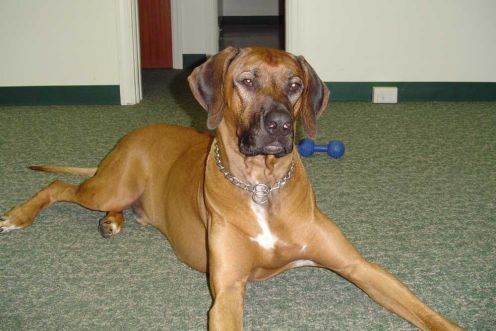 Rhodesian Ridgeback