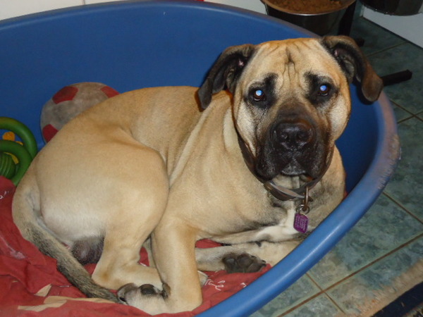 Cane Corso