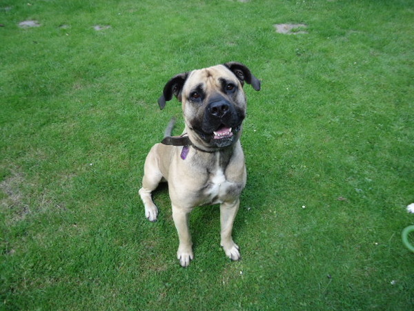 Cane Corso