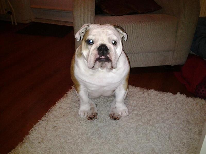 Engelse Bulldog