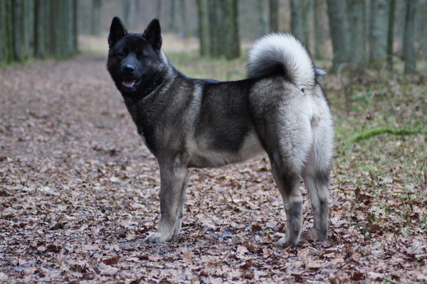 American Akita