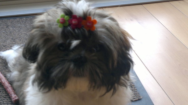 Shih Tzu