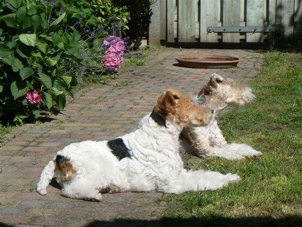 Foxterrier, draadhaar