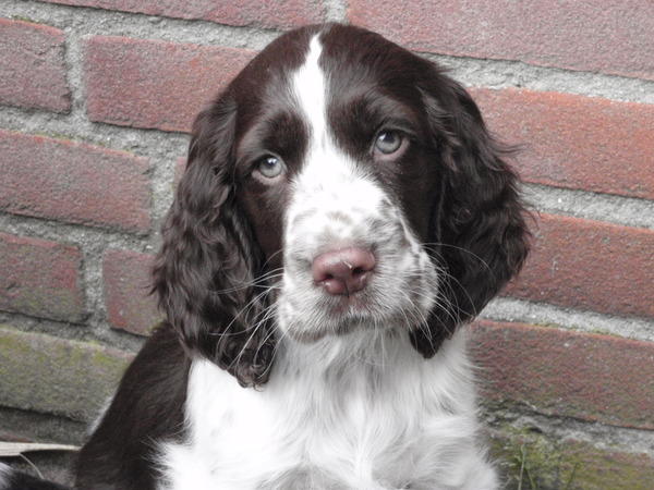 Engelse Springer Spaniel