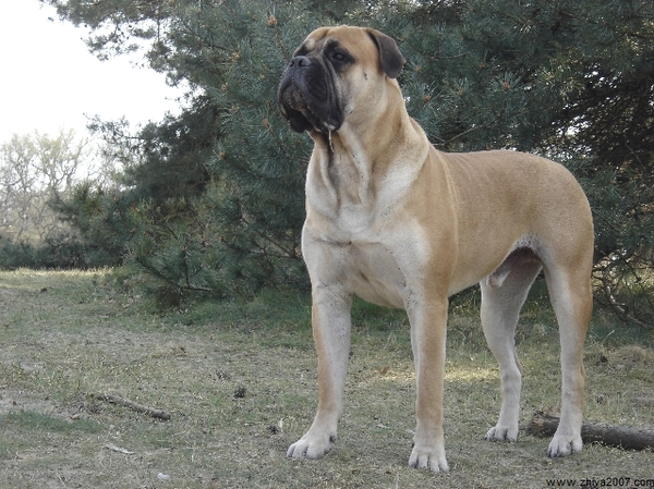 Bullmastiff