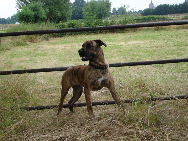 Dogo Canario