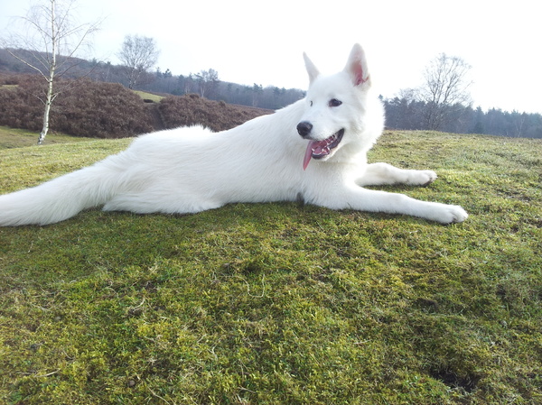 ICE the all white alaskan Malamute