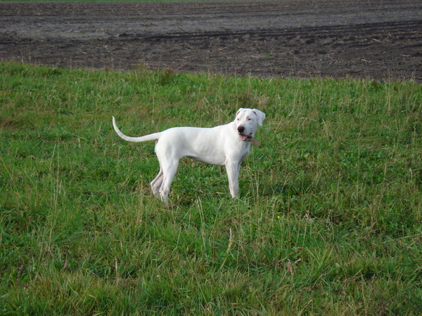 Argentijnse Dog