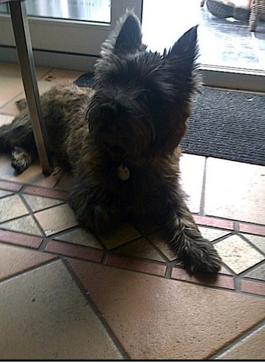 Cairn Terrier