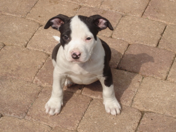 American Staffordshire Terrier