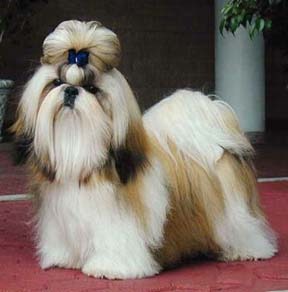 shih tzu 