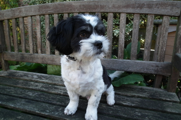 buiten shih tzu