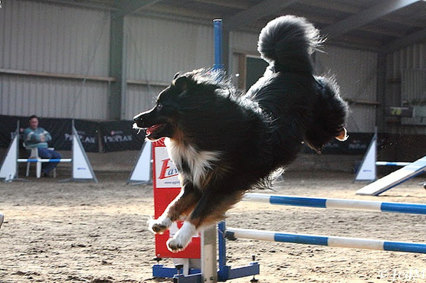 Trainingswedstrijd Bailey