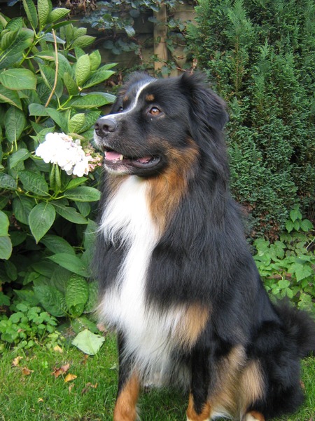 Australian Shepherd