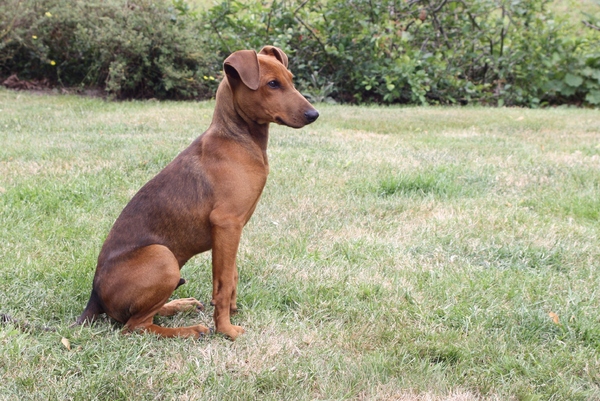 Duitse Pinscher