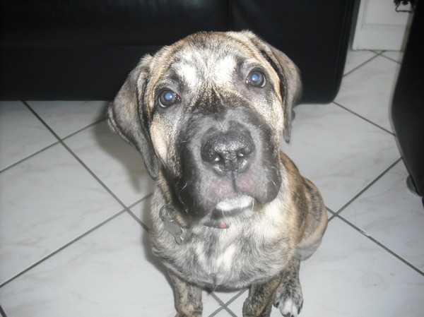 onze pup rox