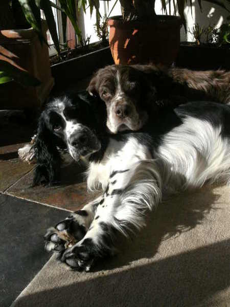 Engelse Springer Spaniel