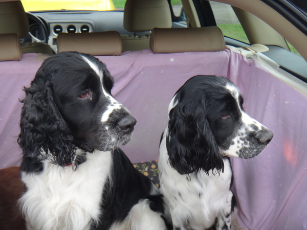 Engelse Springer Spaniel