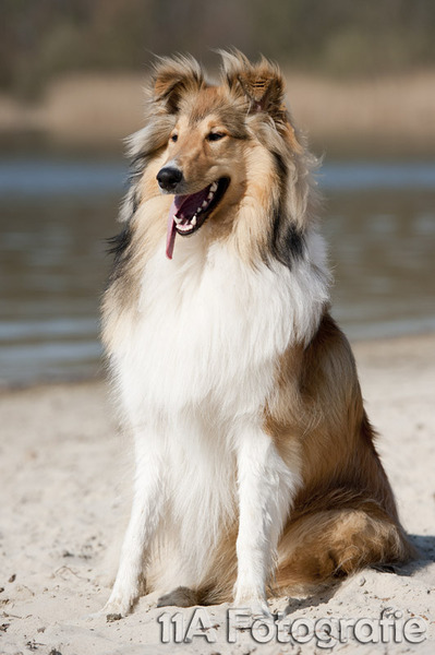 Collies zijn heel mooi