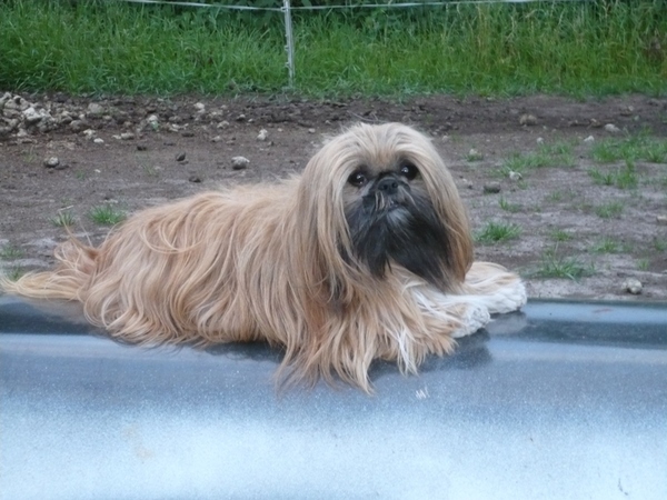 Shih Tzu