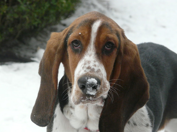 Basset Hound