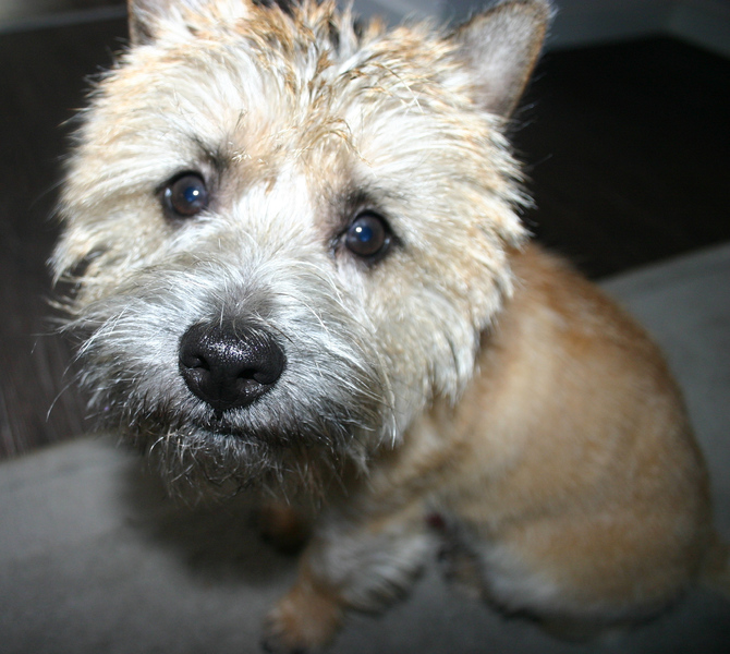 Cairn Terrier