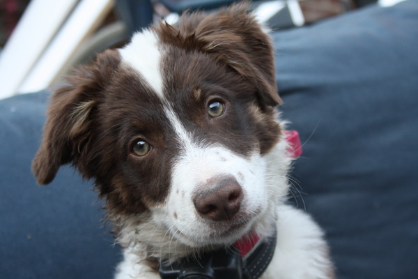 Border Collie