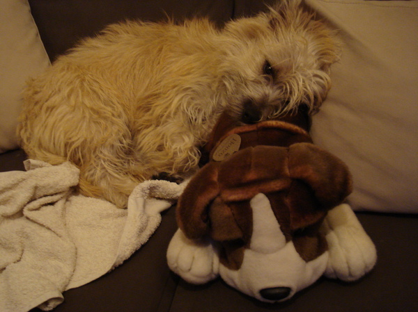 Cairn Terrier