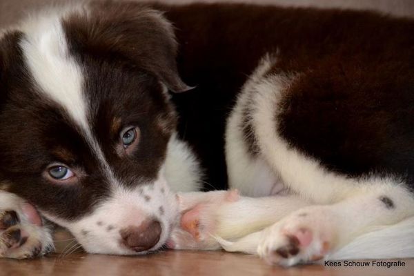 Border Collie