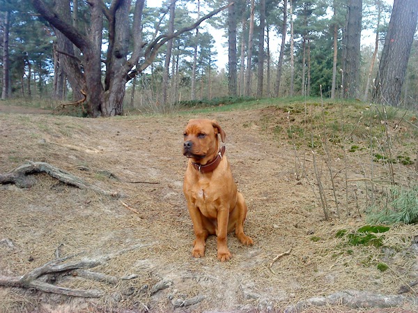 Mason, kruising bordeaux/rotweiler