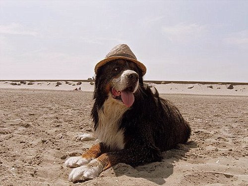 Berner Sennenhond