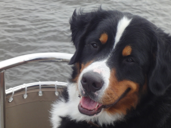 Berner Sennenhond