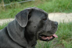 Cane Corso