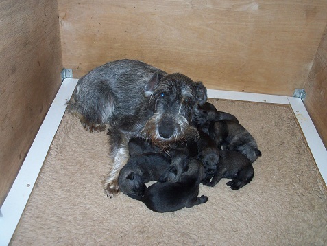 schnauzerkennel v.d. Oldert