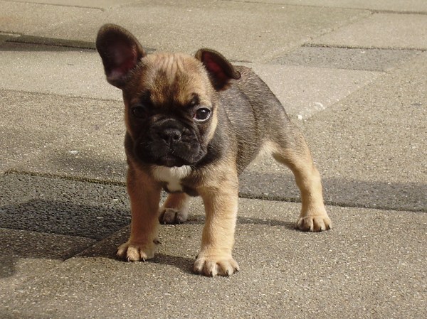 Franse Bulldog