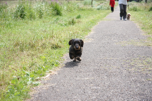 hier onze herplaaster boris!