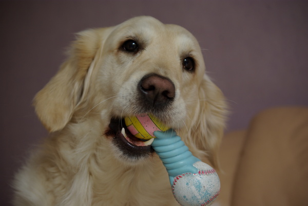 Golden Retriever