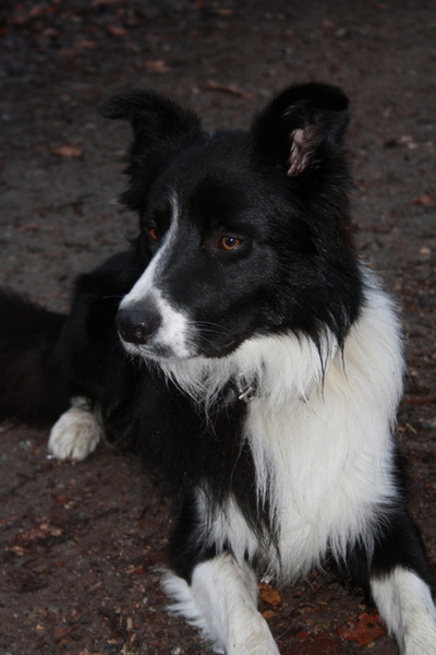 Border Collie