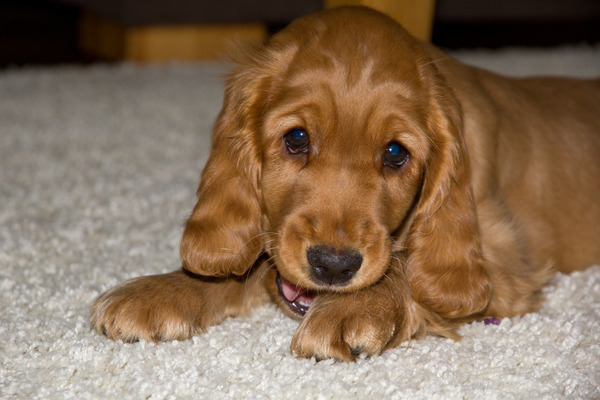 Engelse Cocker Spaniel