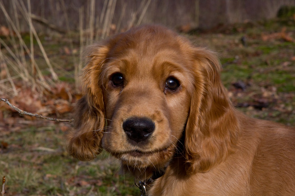 Engelse Cocker Spaniel