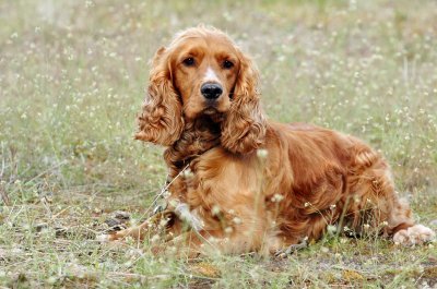 Engelse Cocker Spaniel