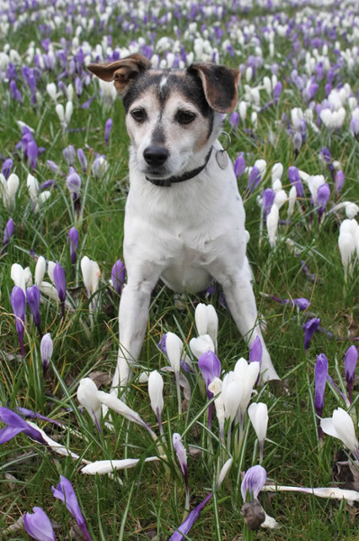 Bobbie in de lente stemming